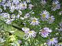 Aster fricardii Wunder von Staefa